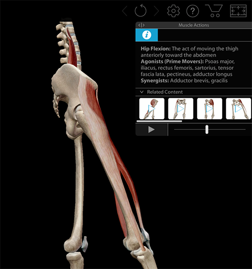 Meet The Muscles And Kinesiology App 1453